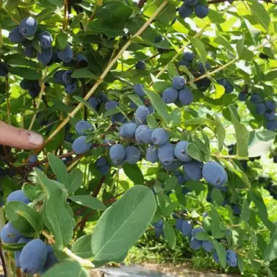 Жимолость съедобная КЛУБНИЧНАЯ СЕНСАЦИЯ в Минске