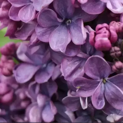 Сирень ВИОЛЕТТА в Минске