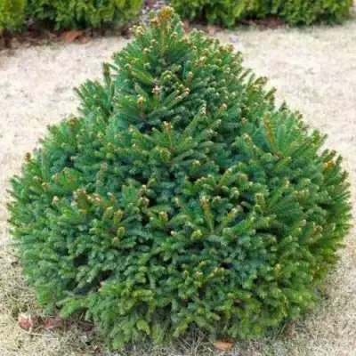 Ель БАРРИ обыкновенная в Минске