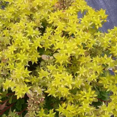 Очиток (седум) ИММЕРГРЮНХЕН в Минске