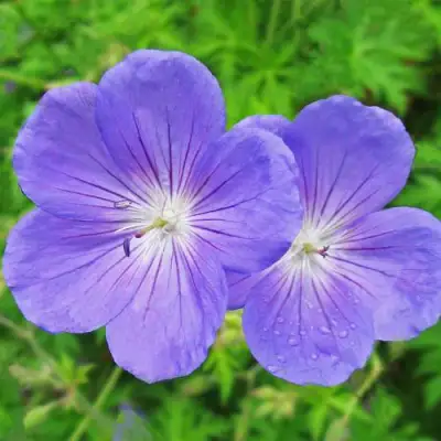 Герань БРУКСАЙД гибридная в Минске