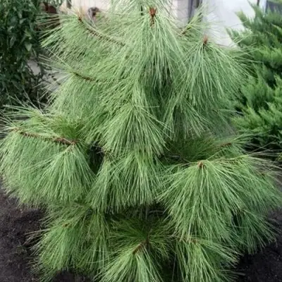 Сосна желтая  в Минске