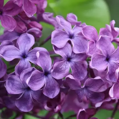 Сирень СУМЕРКИ в Минске