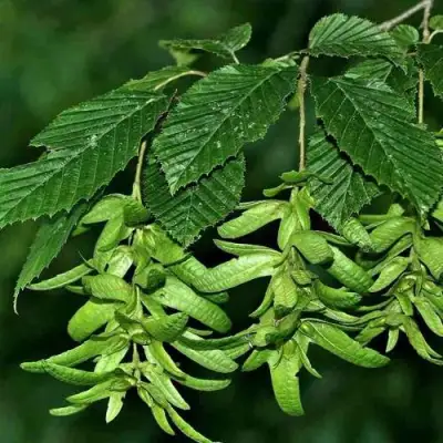 Граб  в Минске