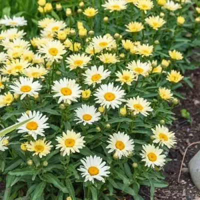 Нивяник БРОДВЕЙ ЛАЙТС великолепный в Минске