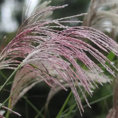 Мискантус МАЛЕПАРТУС китайский  в Минске