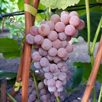 Виноград РИЛАЙНС ПИНК СИДЛИС в Минске