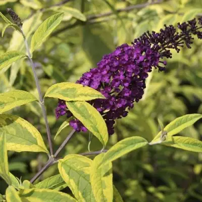 Буддлея давида САНТАНА  в Минске