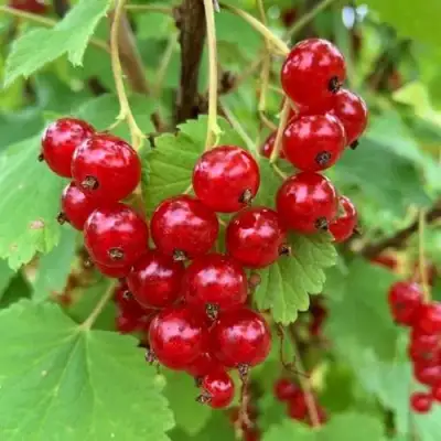 Смородина красная МААРСЕС ПРОМИНЕНТ в Минске