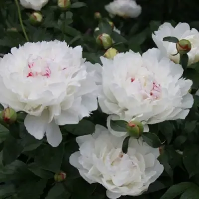 Пион ФЕСТИВА МАКСИМА травянистый в Минске