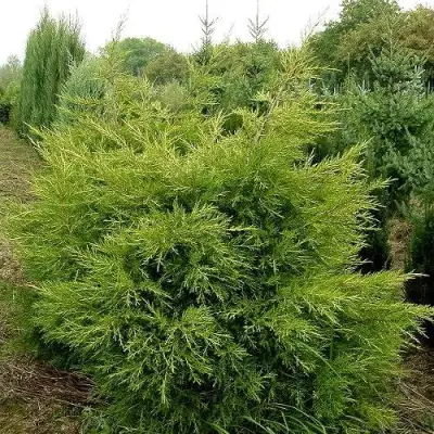 Можжевельник КУРИВАО ГОЛД китайский в Минске