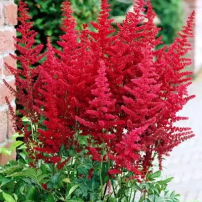 Астильба БУРГУНДИ РЕД Арендса в Минске