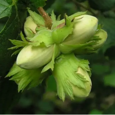 Фундук ТАМБОВСКИЙ ПОЗДНИЙ в Минске