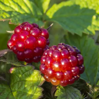 Княженика ЛИНДА в Минске