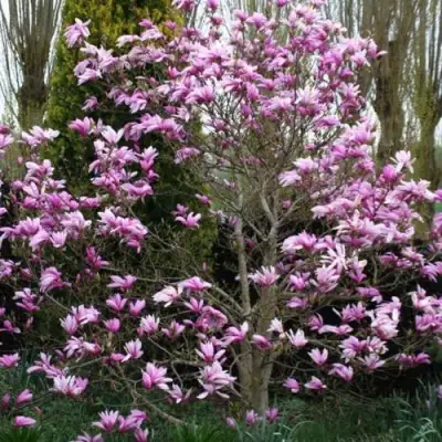 Магнолия ГАЛАКСИ в Минске