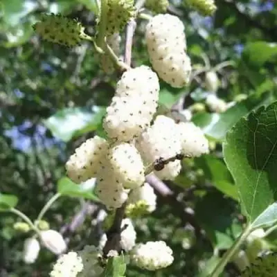 Шелковица БЕЛАЯ МЕДОВАЯ в Минске