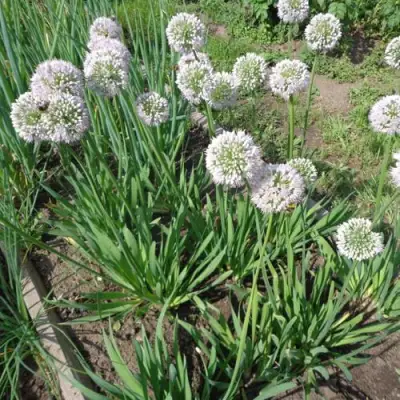 Лук слизун в Минске