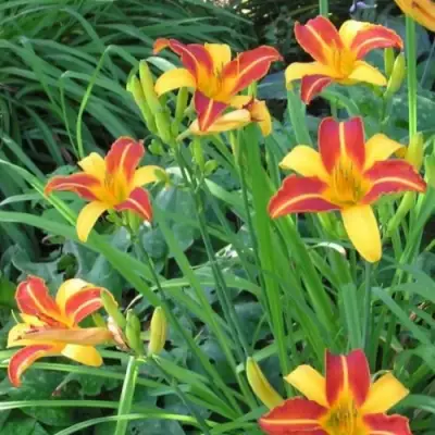 Лилейник ФРАНС ХАЛС в Минске