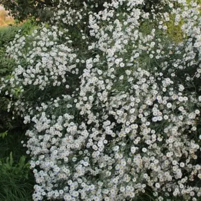 Болтония СНОУБЭНК в Минске