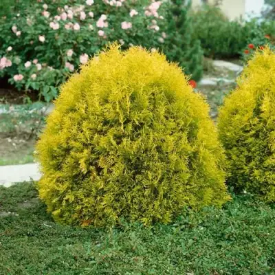 Туя РЕЙНГОЛД западная в Минске