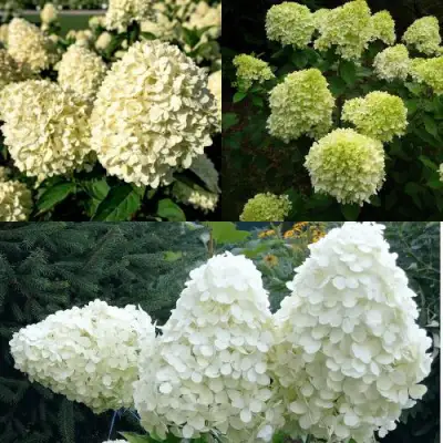 Комплект НЕЖНЫЙ КАПУЧИНО в Минске