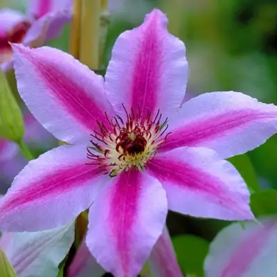 Клематис НЕЛЛИ МОЗЕР в Минске