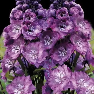 Дельфиниум ДЕЛЬФИС ПИНК ПАУЭ высокий в Минске