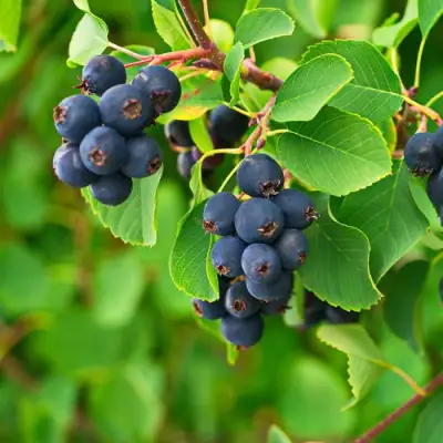 Ирга КОЛОСИСТАЯ в Минске