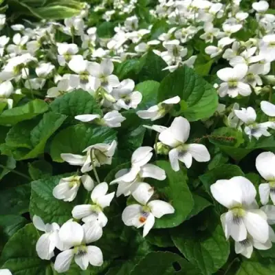 Фиалка АЛЬБИФЛОРА сестринская в Минске