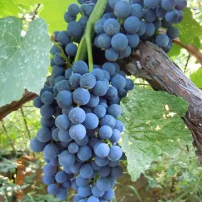 Виноград ВЕНУС в Минске