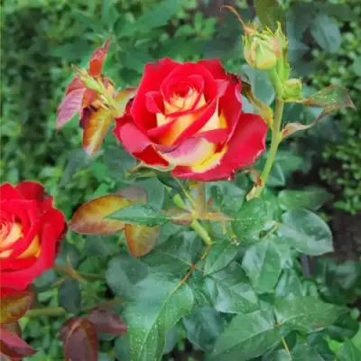 Роза ФРЕНДШИП чайно-гибридная в Минске