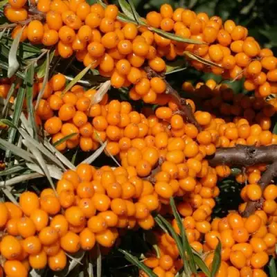 Облепиха АЛТАЙСКАЯ в Минске