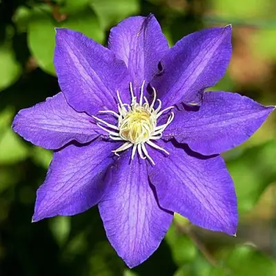 Клематис ЗЕ ПРЕЗИДЕНТ в Минске