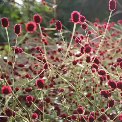 Кровохлебка ЧОКОЛАТ ТИП в Минске