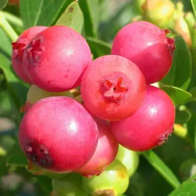 Голубика ПИНК ЛИМОНАД в Минске