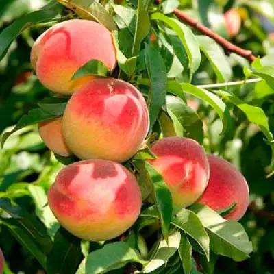 Персик ДИВНЫЙ в Минске