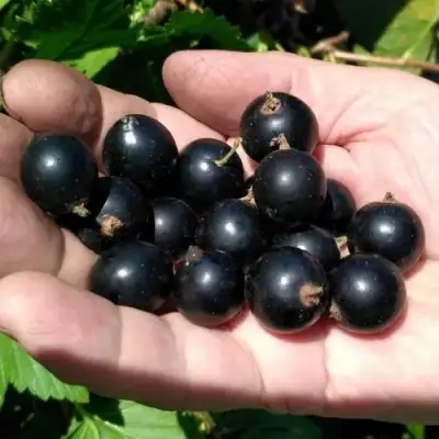 Смородина черная ЧЕРНООКАЯ в Минске