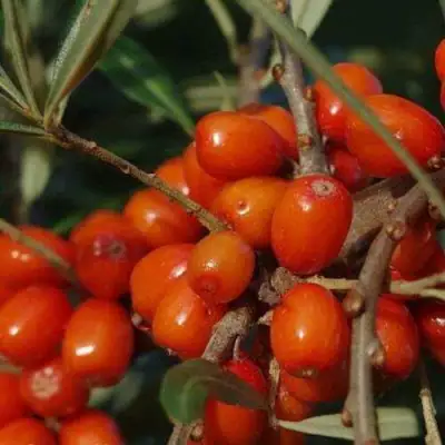 Облепиха ВОРОБЬЕВСКАЯ в Минске