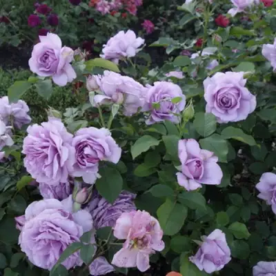 Роза ЛАВ СОНГ флорибунда в Минске