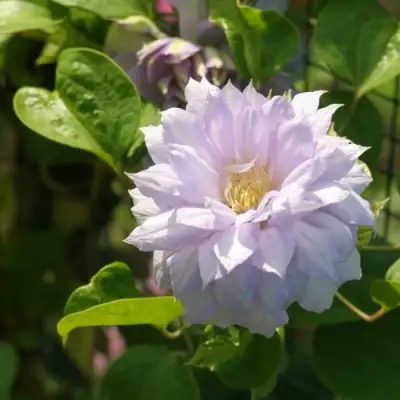 Клематис БЕЛЬ ОФ ВОРКИНГ в Минске