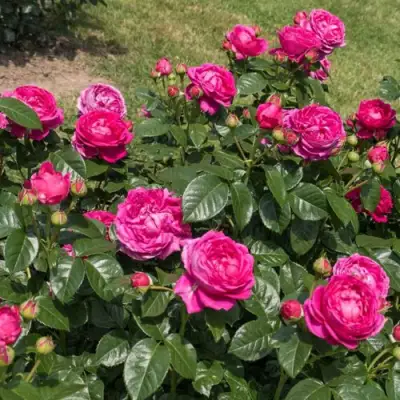 Роза АНУШКА чайно-гибридная в Минске