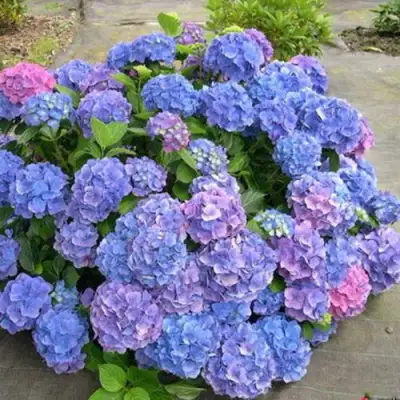 Гортензия БОДЕНСИ крупнолистная в Минске