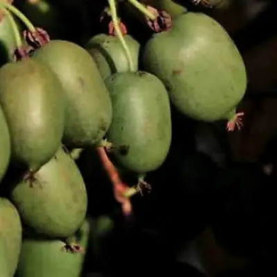 Актинидия РОГОВ аргута в Минске