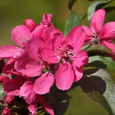 Яблоня НЕДЗВЕЦКОГО в Минске