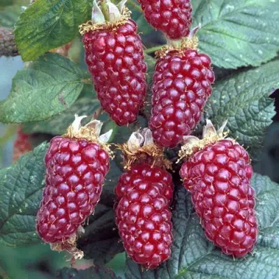 Ежемалина ТАЙБЕРРИ в Минске