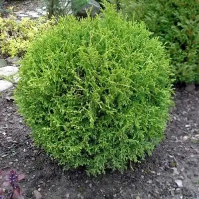 Туя ХОЗЕРИ западная в Минске