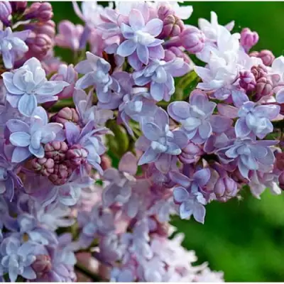 Сирень ПАМЯТЬ О ВАВИЛОВЕ в Минске