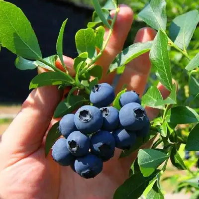 Голубика НОРТ КАНТРИ в Минске