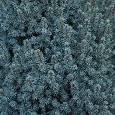 Ель САНДЕРС БЛЮ канадская в Минске