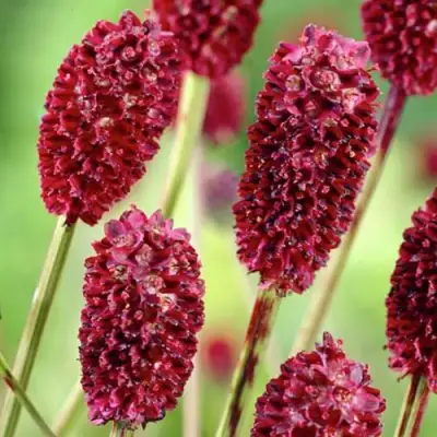 Кровохлебка ТАННА лекарственная в Минске